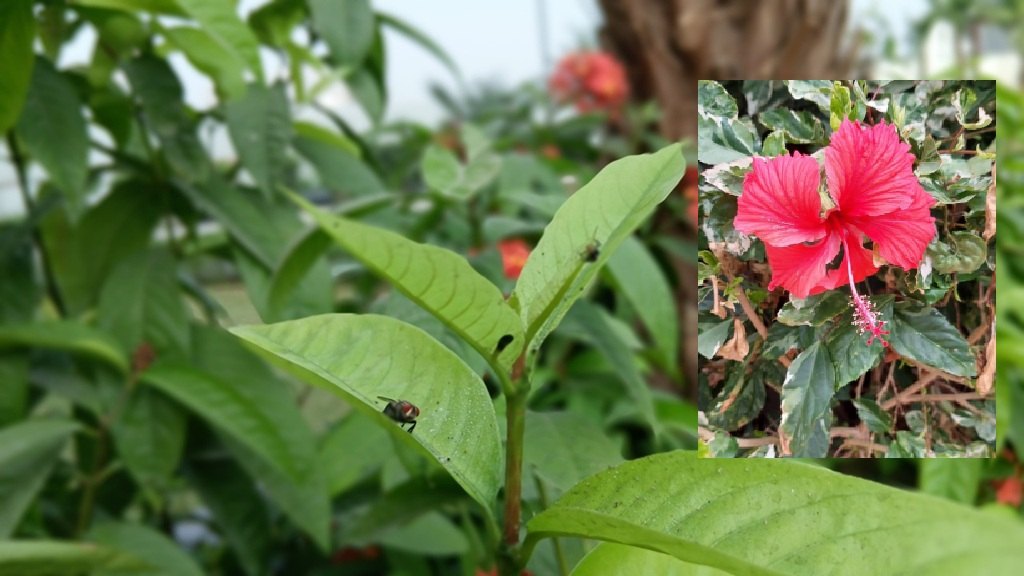 Samsung Galaxy M52 Gcam port Photo Clicks
